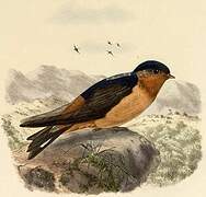 Red-throated Cliff Swallow