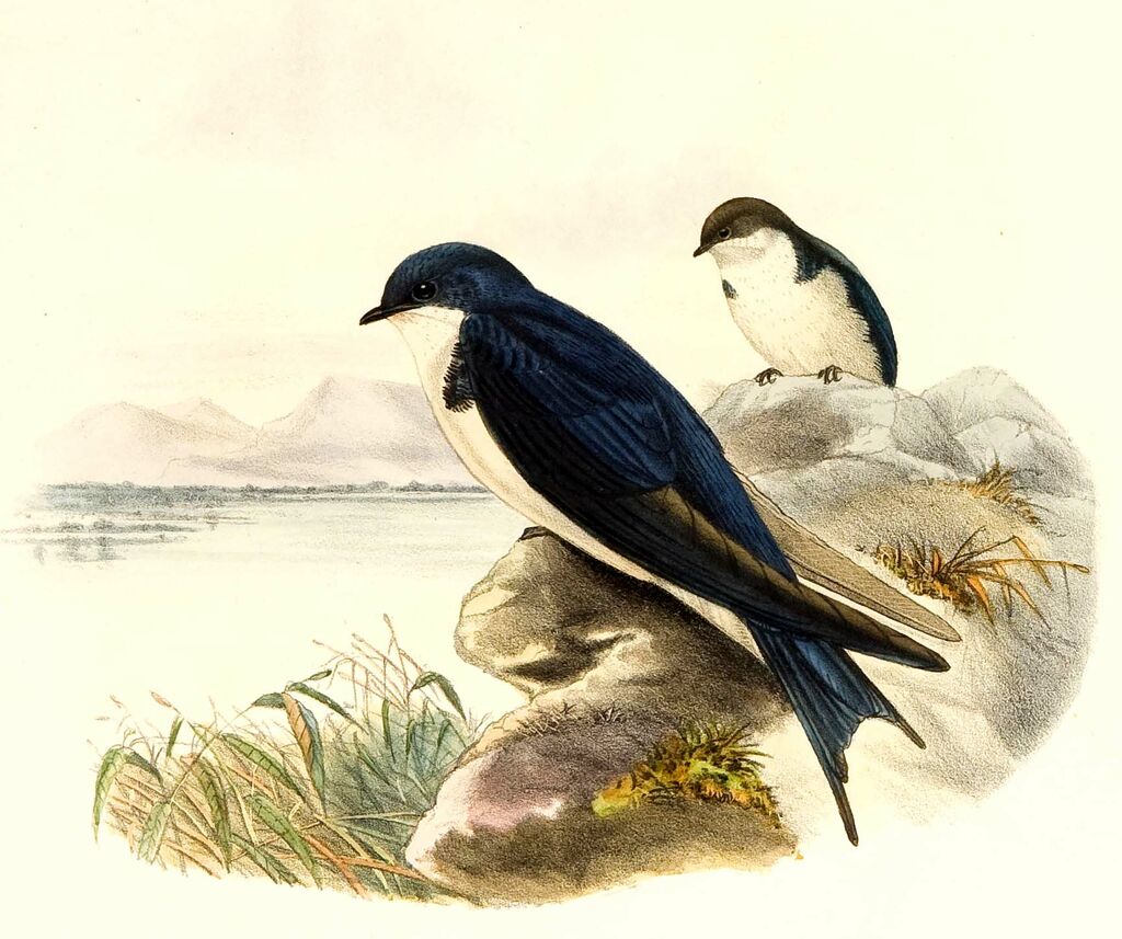 Pearl-breasted Swallow