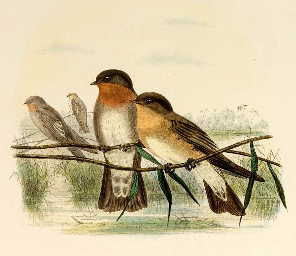 Southern Rough-winged Swallow