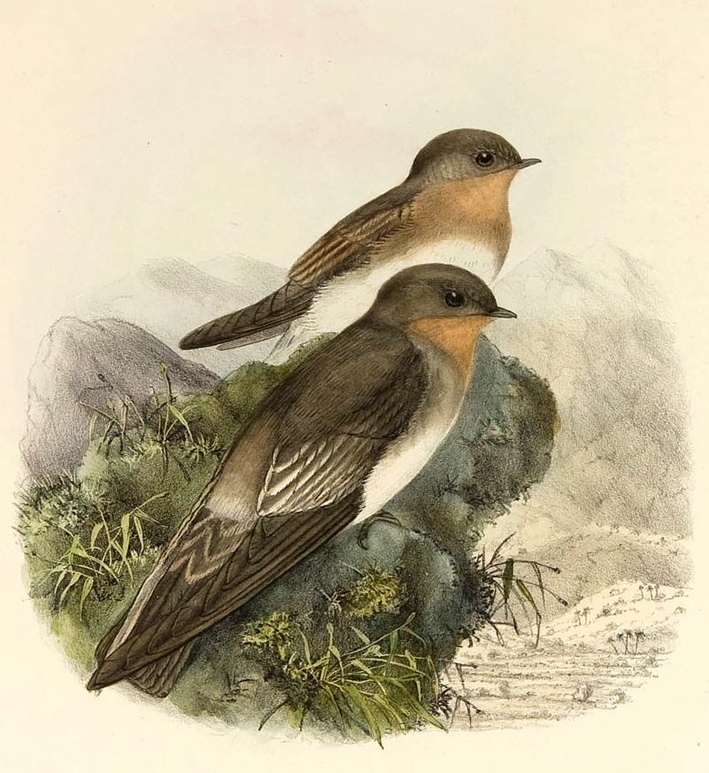 Southern Rough-winged Swallow