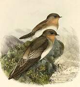 Southern Rough-winged Swallow