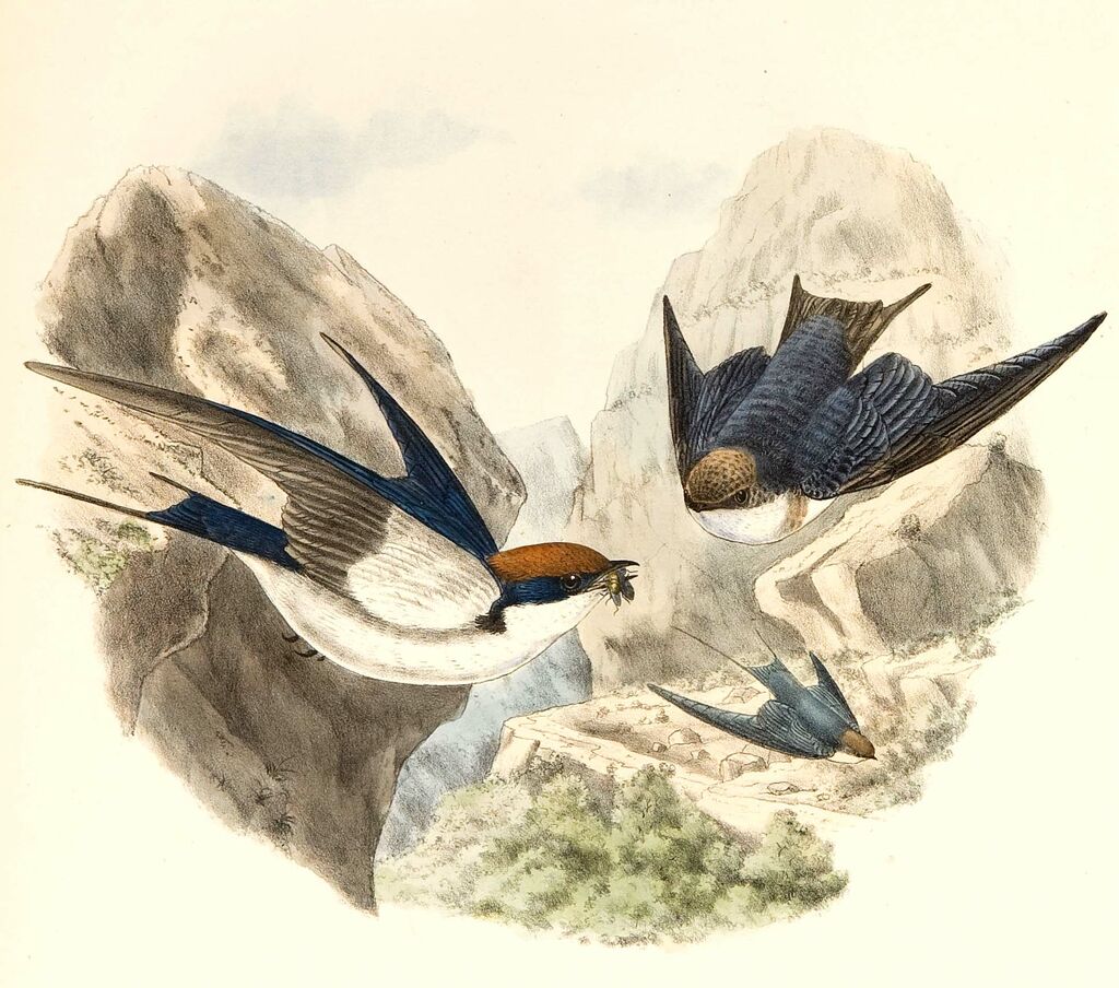 Wire-tailed Swallow