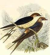 Greater Striped Swallow