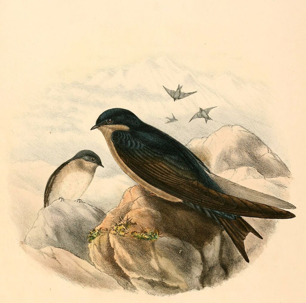 Brown-bellied Swallow