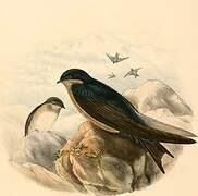 Brown-bellied Swallow