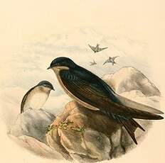 Hirondelle à ventre brun