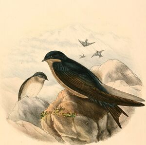 Hirondelle à ventre brun