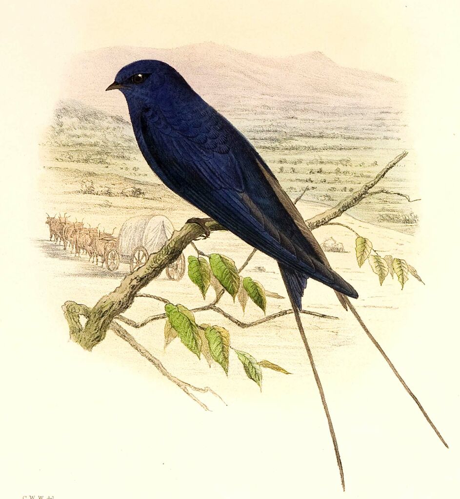 Hirondelle bleue