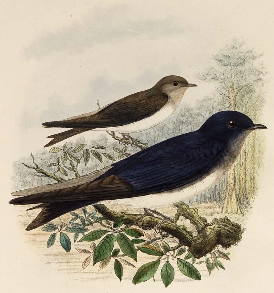 Grey-breasted Martin