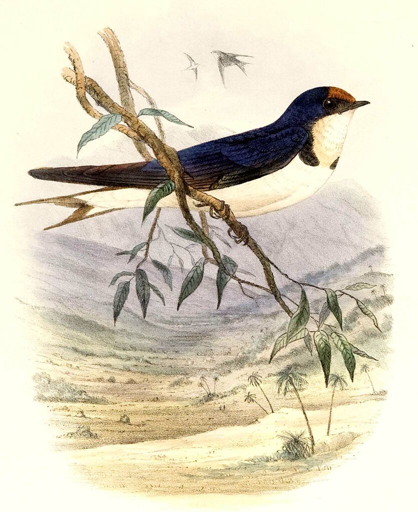 Ethiopian Swallow