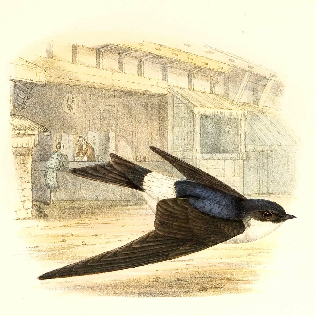 Hirondelle de Bonaparte