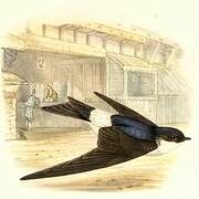 Asian House Martin