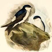 Asian House Martin