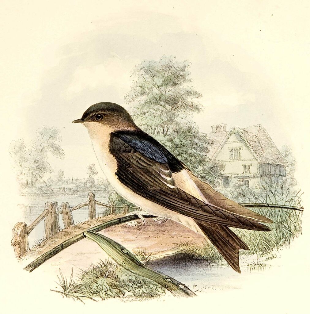 Western House Martin