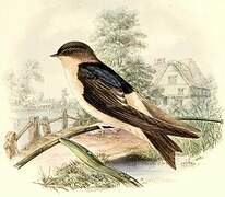 Common House Martin