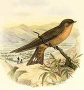 Red-throated Rock Martin