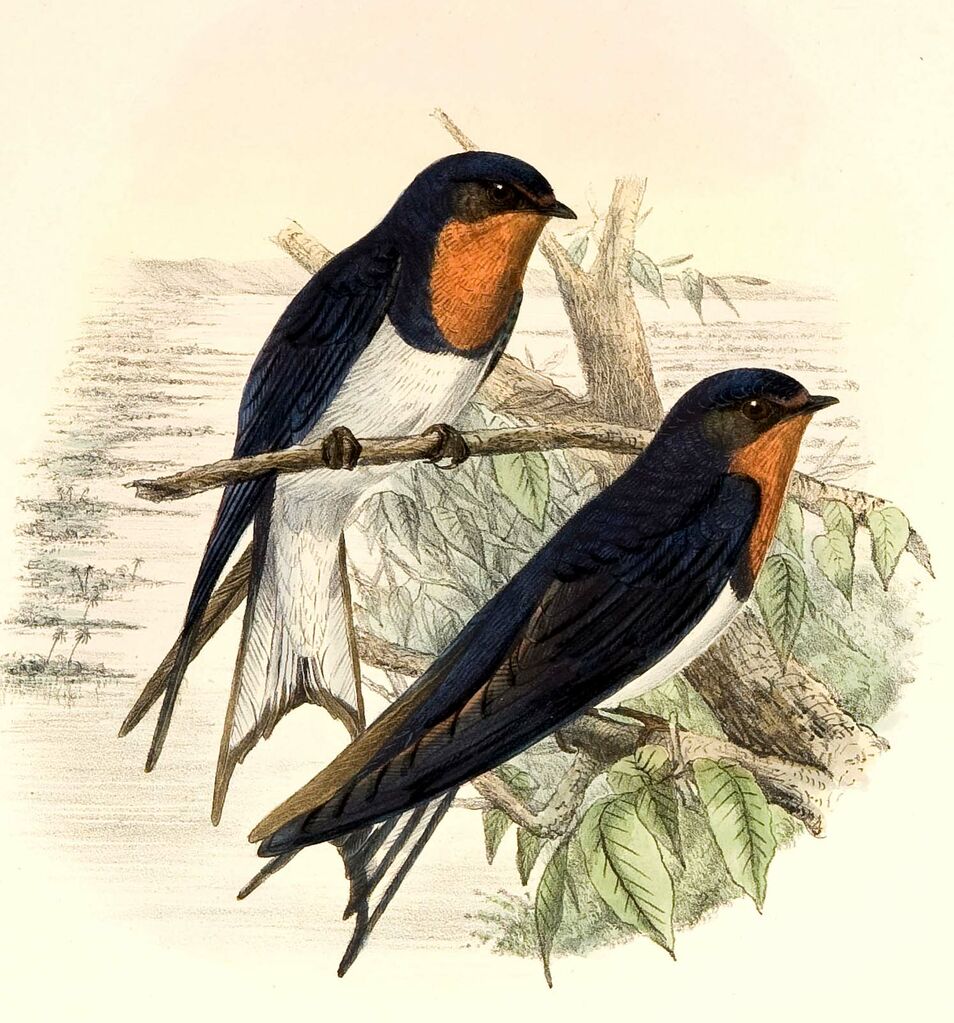 Red-chested Swallow