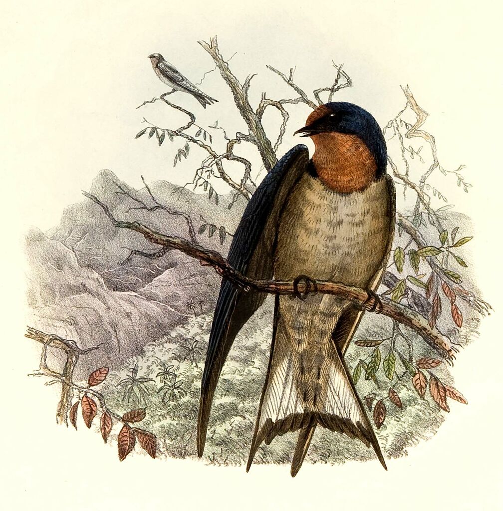 Angolan Swallow