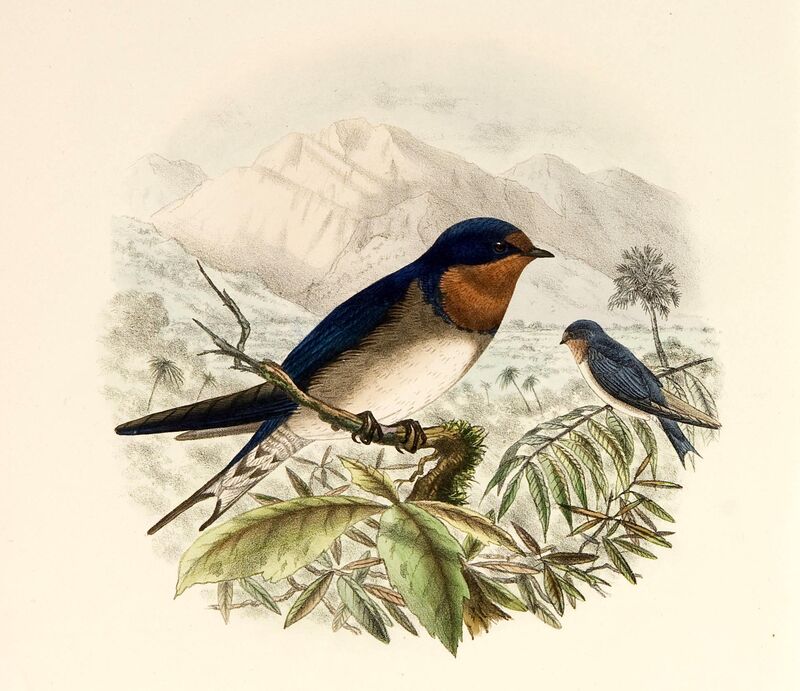 Angolan Swallow