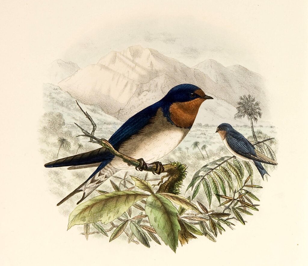 Angola Swallow