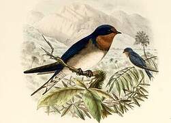 Angolan Swallow