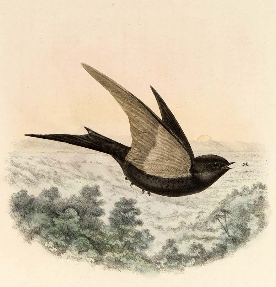 Black Saw-wing (petiti)