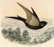 Black Saw-wing (petiti)