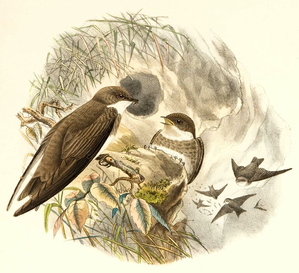 Sand Martin