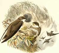 Sand Martin