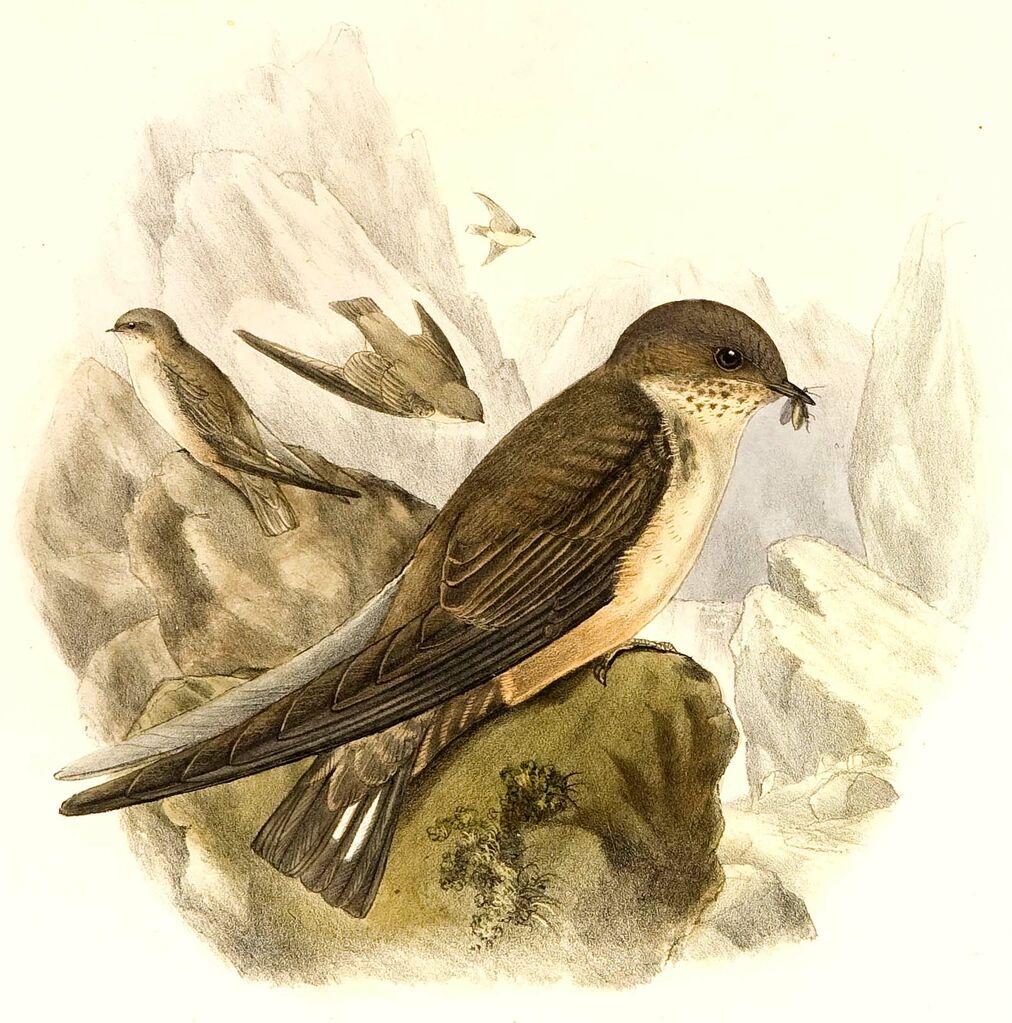 Eurasian Crag Martin