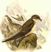 Eurasian Crag Martin