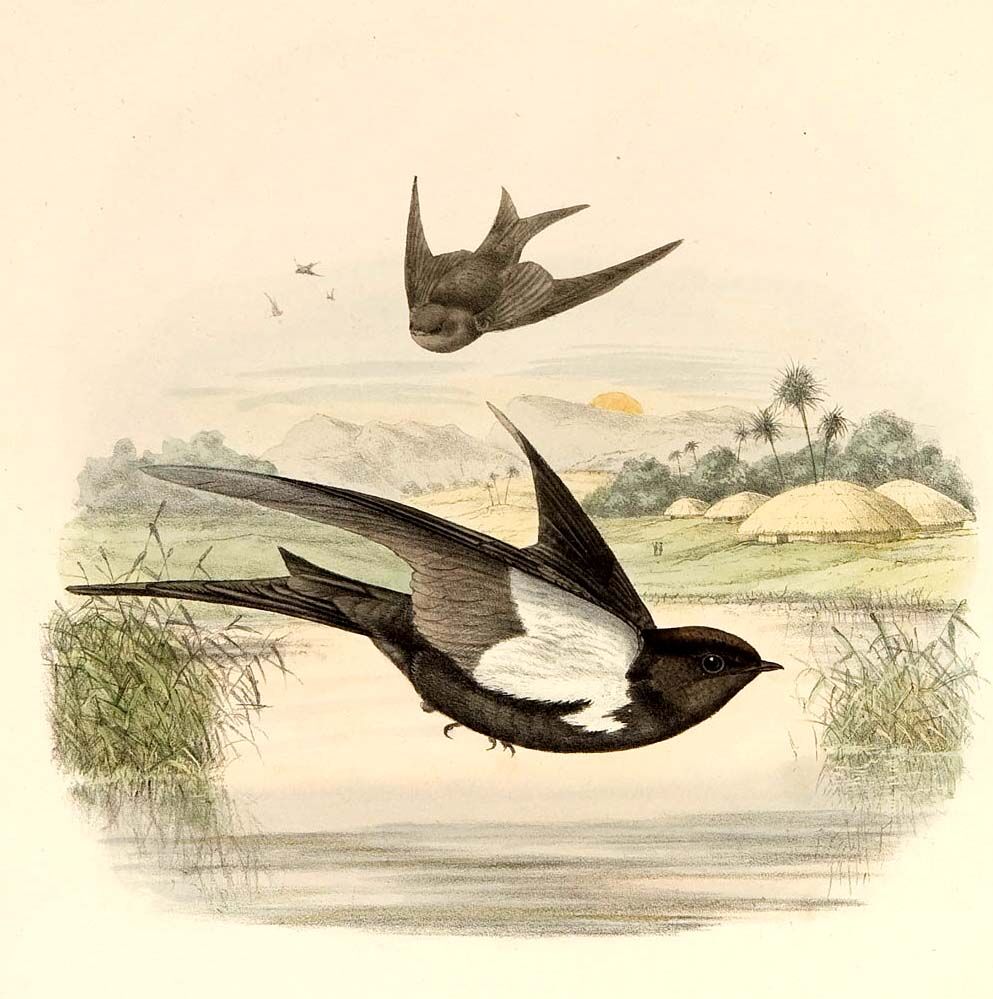 Black Saw-wing (antinorii)