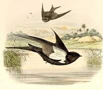 Black Saw-wing (antinorii)