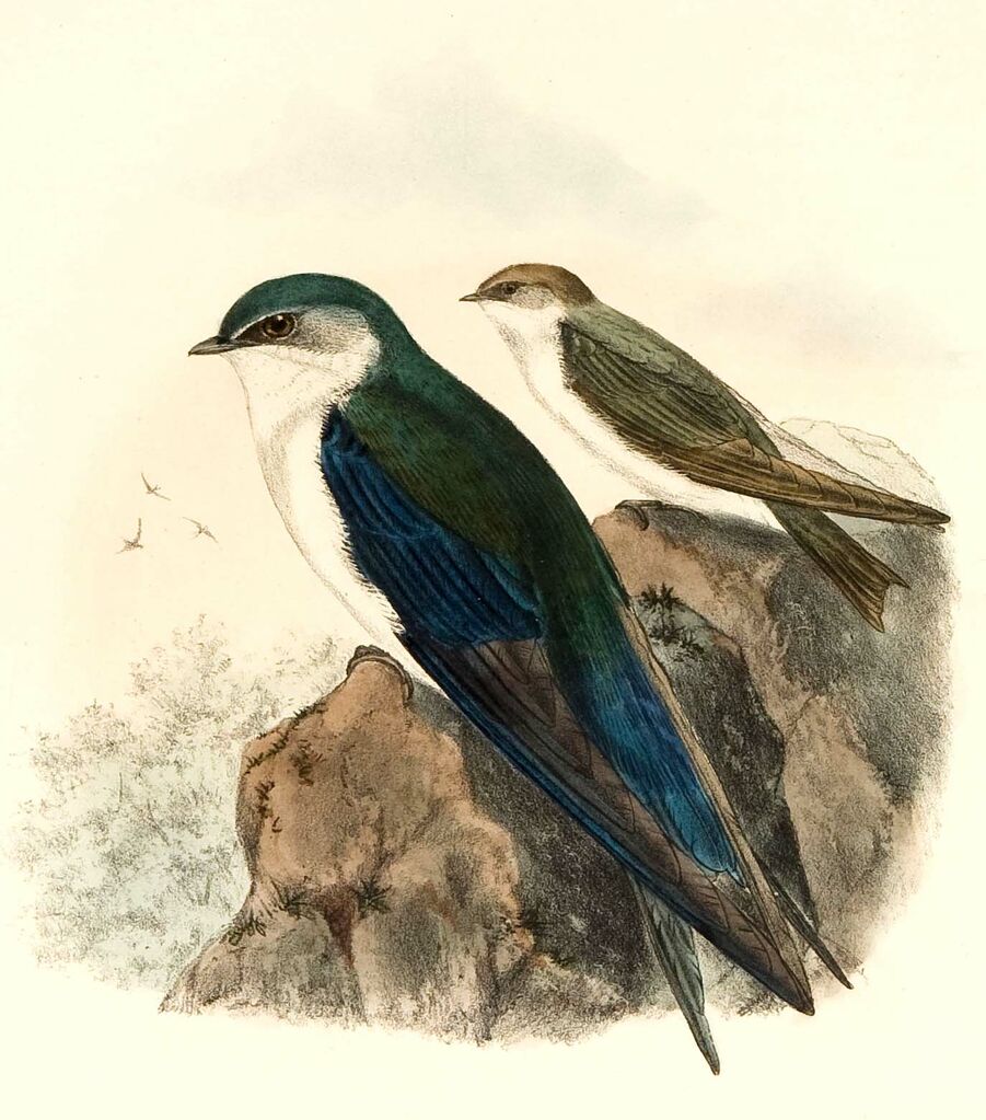 Hirondelle des Bahamas