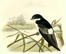 Mangrove Swallow