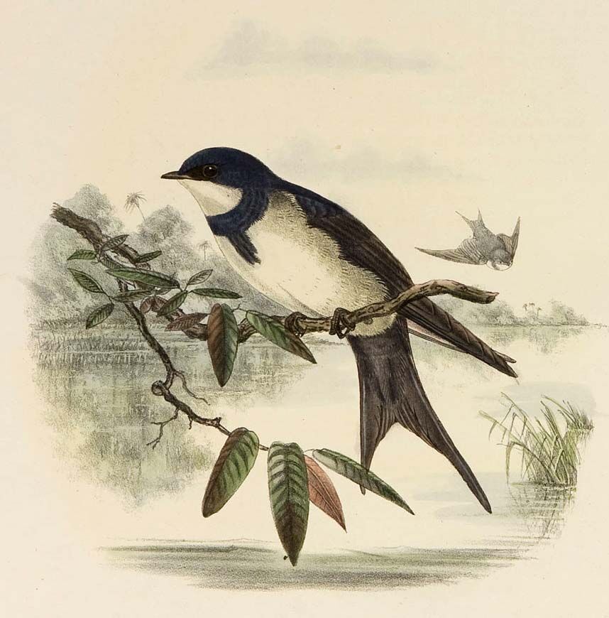 Black-collared Swallow