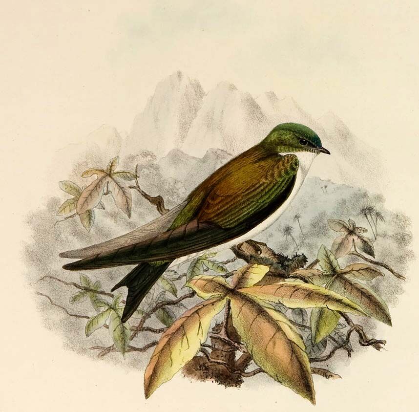 Hirondelle dorée