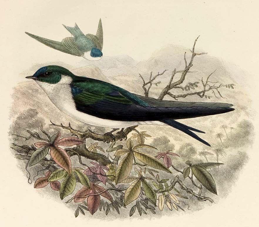 Hirondelle dorée