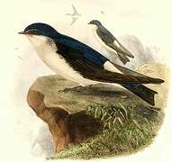 Chilean Swallow