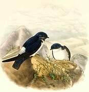 Nepal House Martin