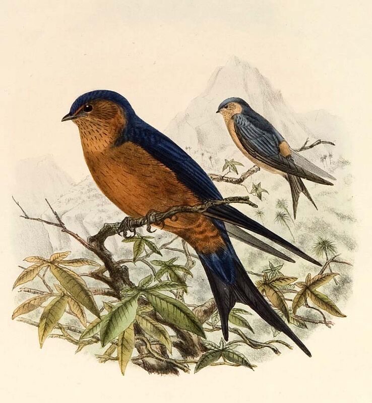 Sri Lanka Swallow