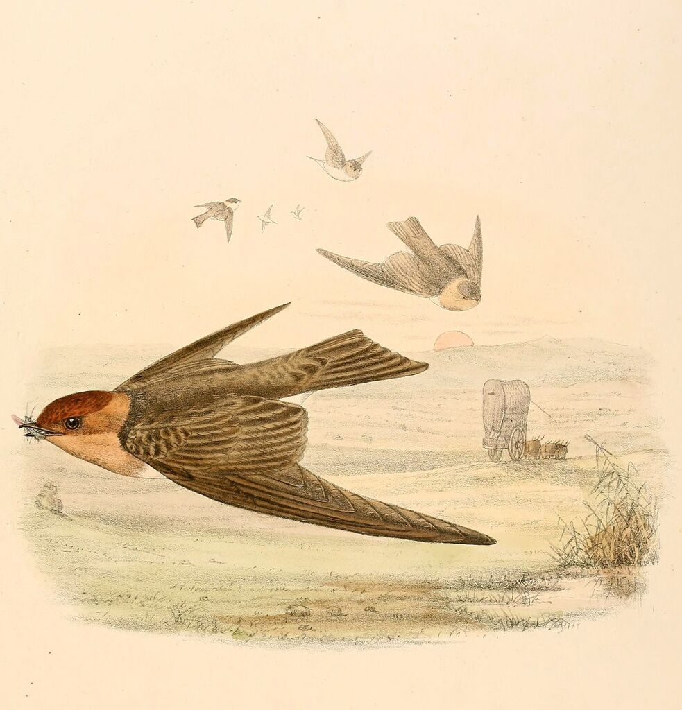 Tawny-headed Swallow