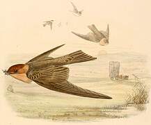 Tawny-headed Swallow