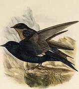 Southern Martin