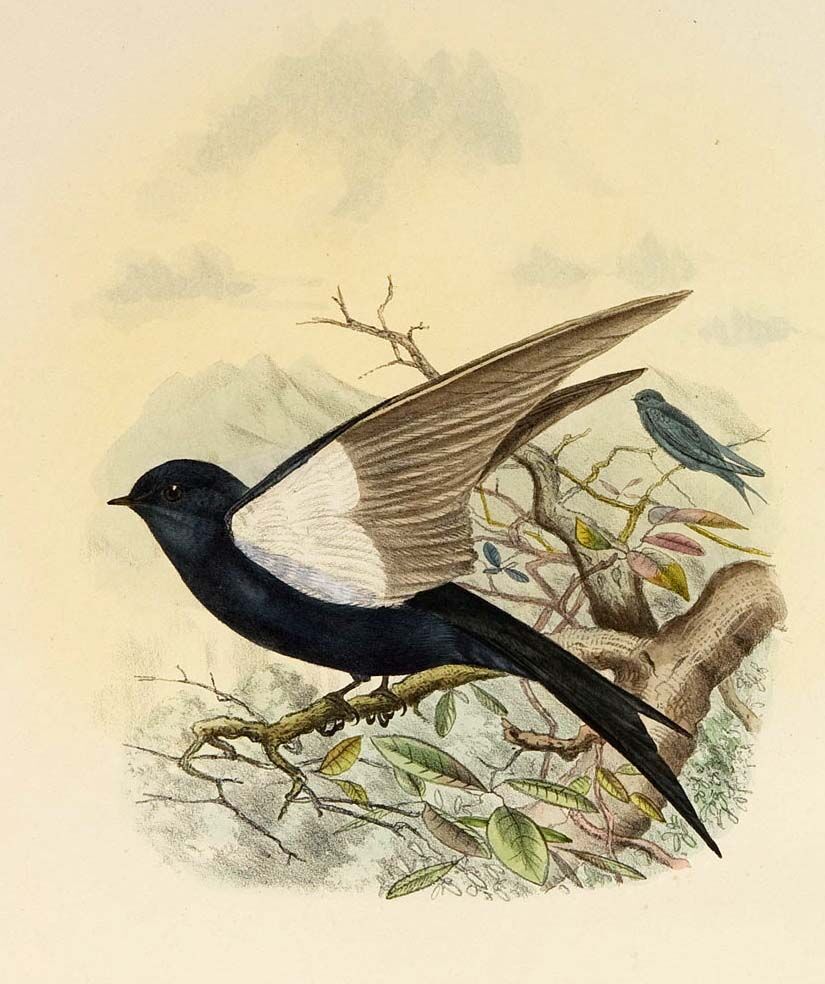 Hirondelle hérissée