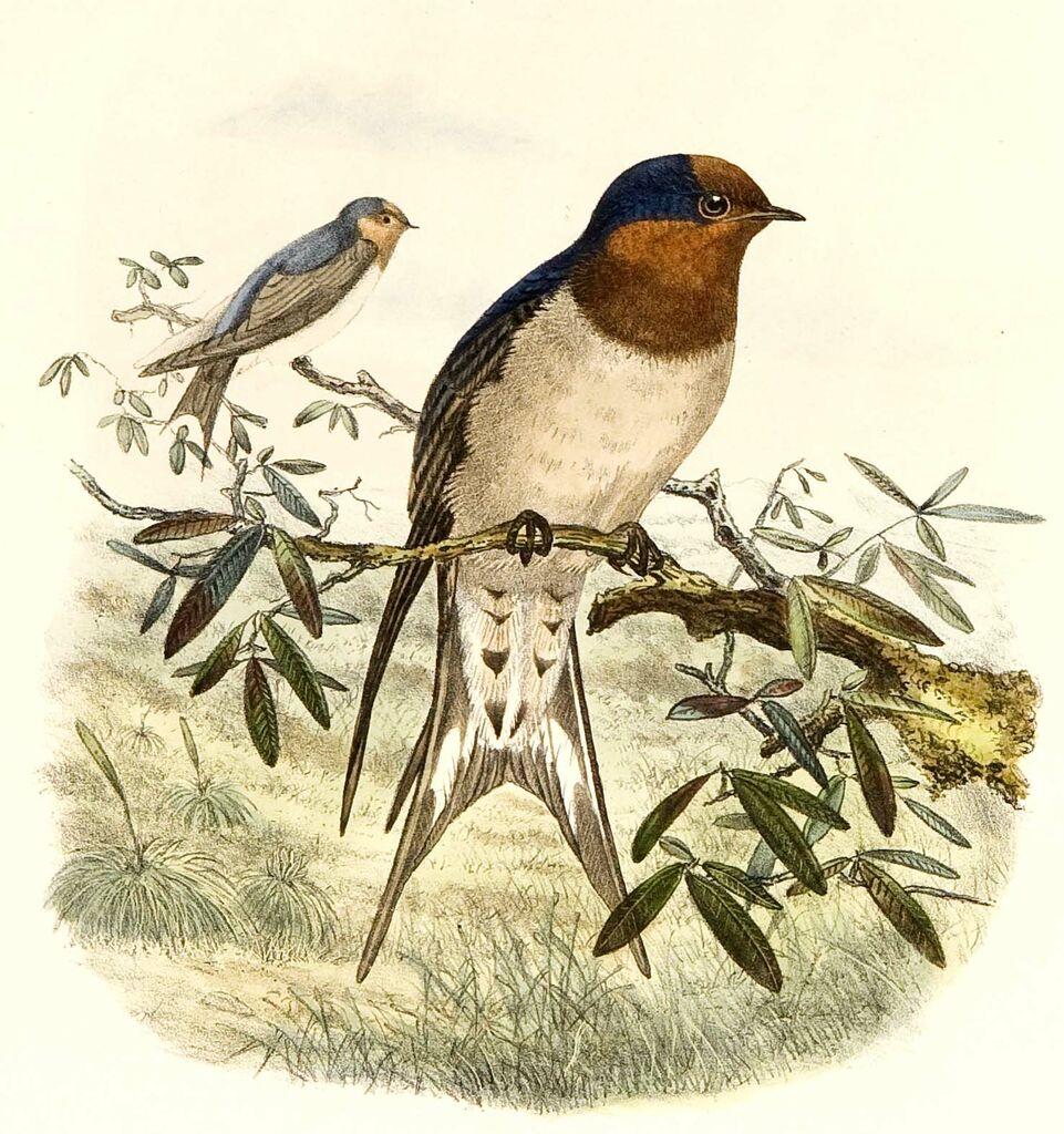 Hirondelle messagère