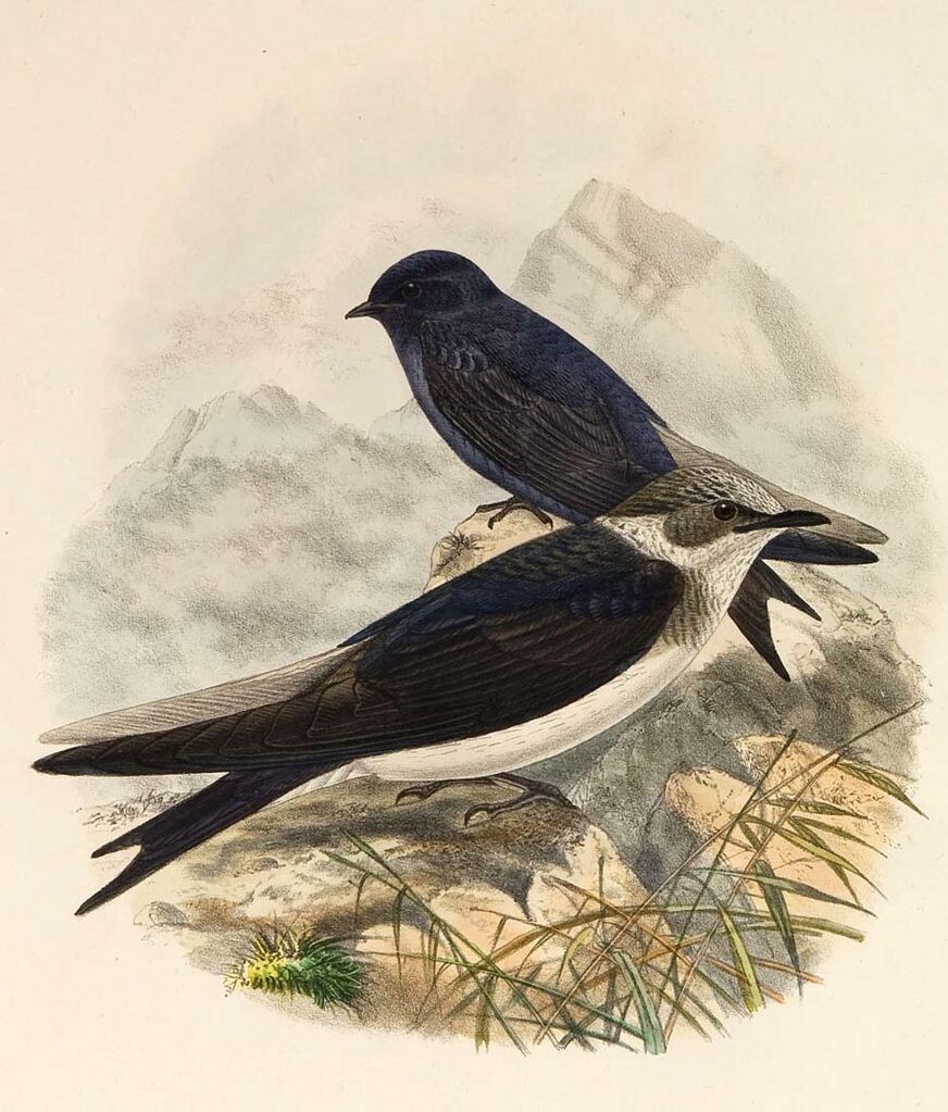 Purple Martin