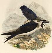 Purple Martin