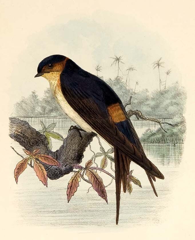 West African Swallow