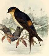 West African Swallow